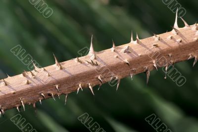 thorn on a stem