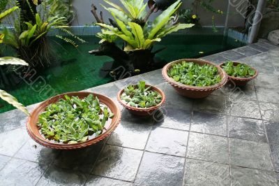 Balinese decor plants