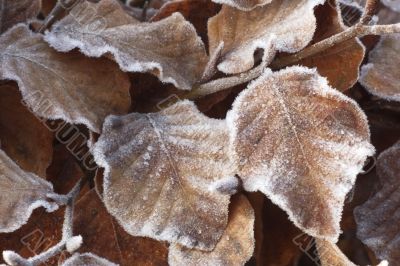 ice crystals on beech leafs