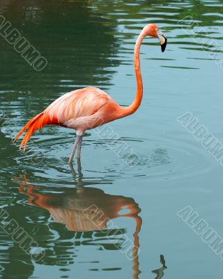 flamingo