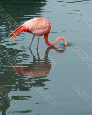 flamingo