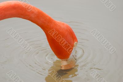 flamingo