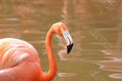 flamingo