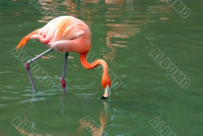 flamingo