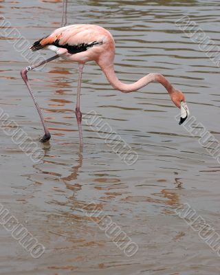 flamingo