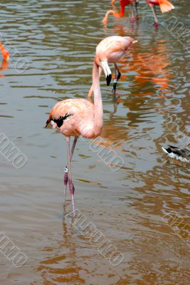 flamingo