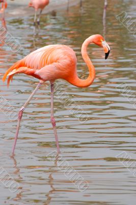 flamingo