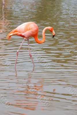 flamingo