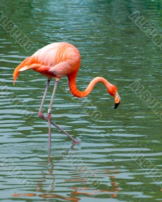 flamingo