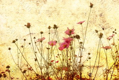 old-fashioned flower