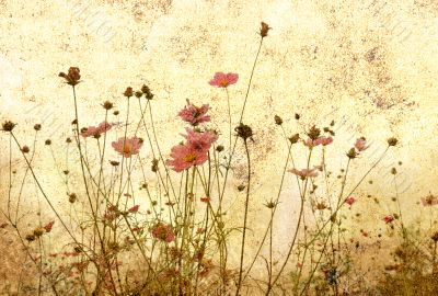 old-fashioned flower