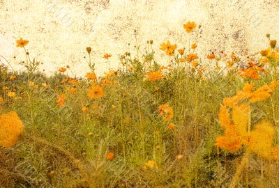 old-fashioned flower
