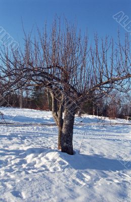 Tree in Winter Tree in Winter