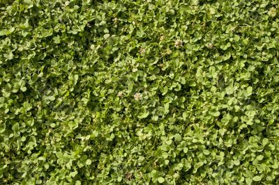 Clover