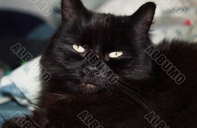 Balck Cat