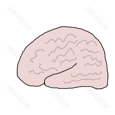 Human Brain