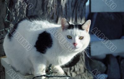 Black and White Cat