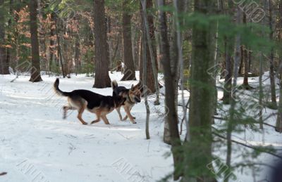 German Shepherds
