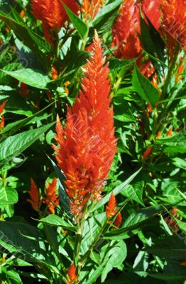 Red Flowers