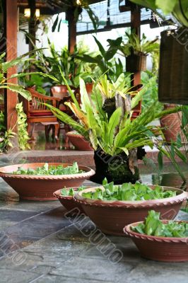 Balinese decor plants