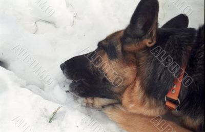 German Shepherd German Shepherd