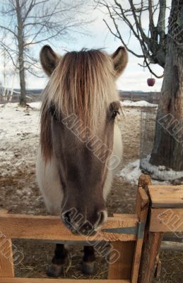 White Horse White Horse