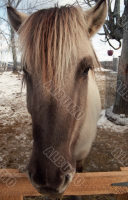 White Horse White Horse
