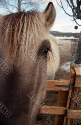 White Horse White Horse