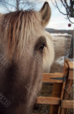 White Horse