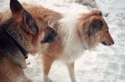 Collie and German Shepherd Collie and German Shepherd