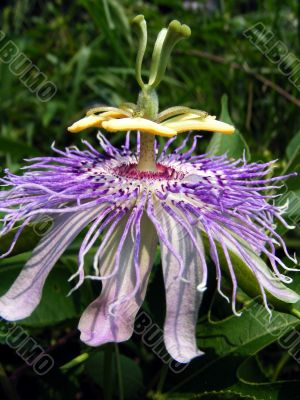 passion flower