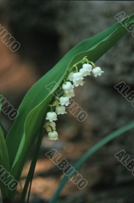 White Flowers White Flowers