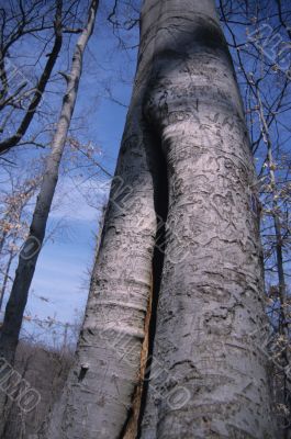 Tree Trunk Tree Trunk