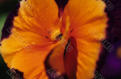 Orange and Purple Pansy