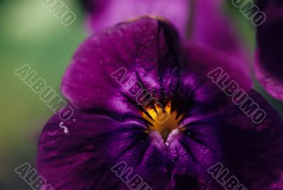 Purple Pansy Purple Pansy