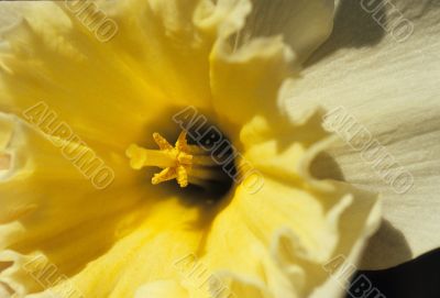 Yellow and White Flower Yellow and White Flower