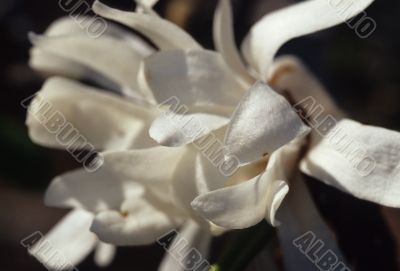 White Flower White Flower