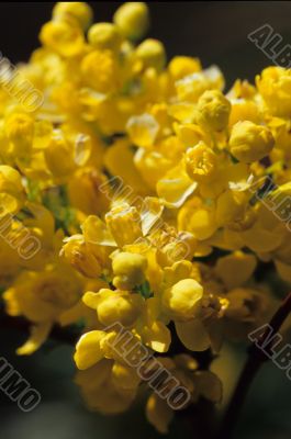 Yellow Flowers Yellow Flowers