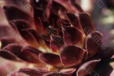 Red Plant Red Plant