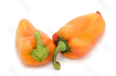 capsicum