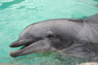 dolphin