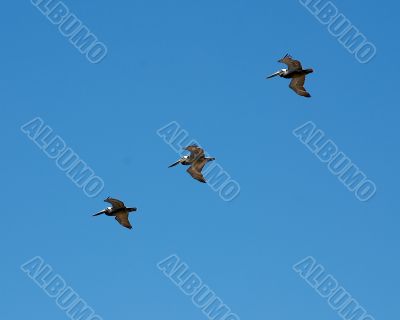 Pelicans
