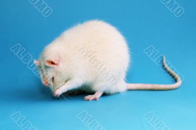 white rat