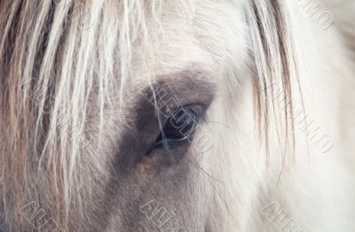 Horse`s Eye