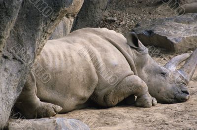 Resting Rhino