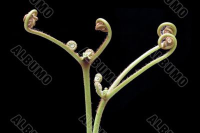 Ferns (Pteridophyte)