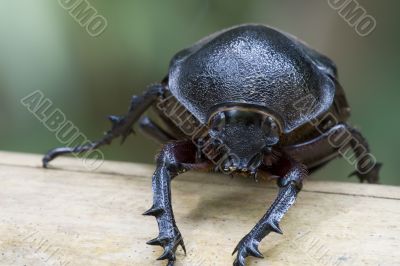 Rhinocerous Beetle (Xylotrupes gideon)
