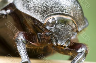 Rhinocerous Beetle (Xylotrupes gideon)