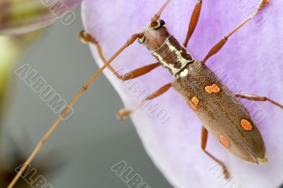 Longhorn Beetle - Batocera sp.