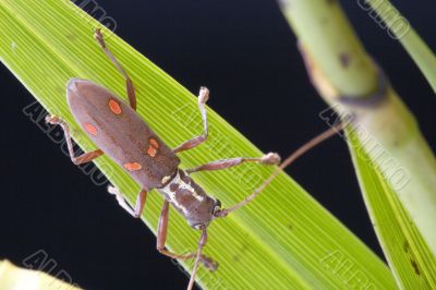 Longhorn Beetle - Batocera sp.